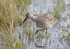 Willet